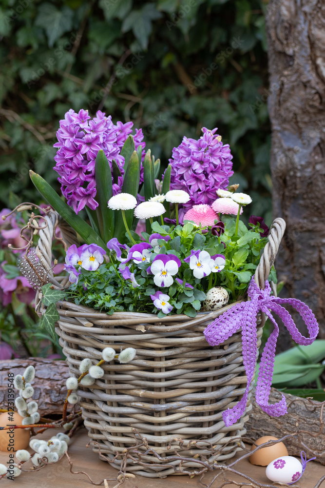 lila Hornveilchen und Hyazinthen im Korb als Frühlings-Gartendekoration