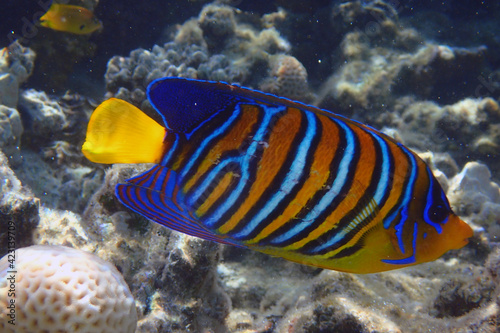 Regal angelfish (Pygoplites diacanthus) in the coral reef