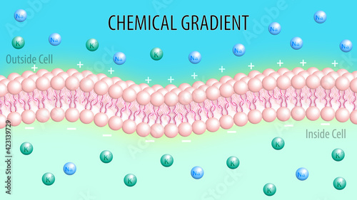 Chemical Gradient on Membrane Cell - Action Potensial Neuron
