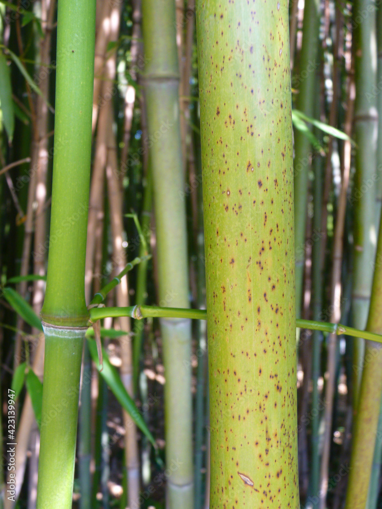 Fototapeta premium Makroaufnahme in einem Bambuswald.