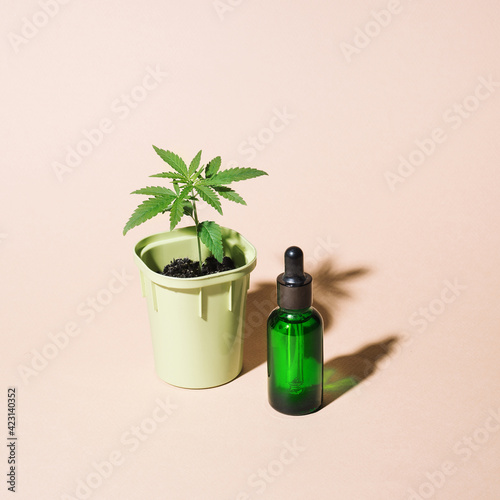 Young cannabis bushes in pot with hemp leaves and bottle CBD oil sun shadow