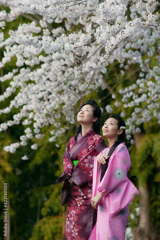 Beautiful young women in Japanese kimonos below cherry blossom branches
Beautiful young women in Japanese kimonos below cherry blossom branches