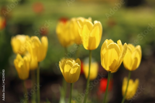 Bright colorful Tulip blossoms in spring in nature