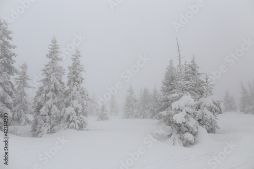 Beautiful winter landscape with snow covered trees in Czech Republic
