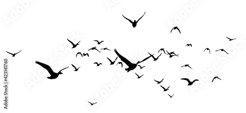 The Siluettes of flight ducks in the sky. © designer_an