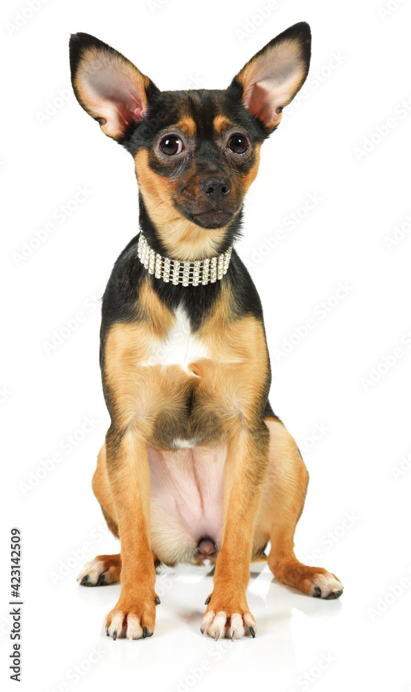 toy terrier dog looking up