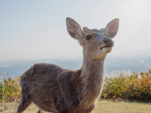Close up portrait curious deer, Nara Park, Nara, Japan
