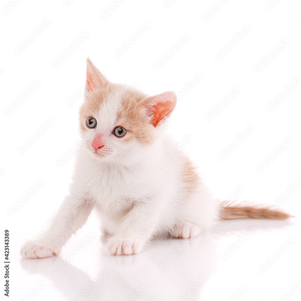 White and red kitten in the studio on a white background. White and red kitten in the studio on a white background.