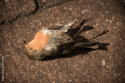 portrait of a dead deceased bird (robin) on the terrace laying on its back; hunted as prey of our cat