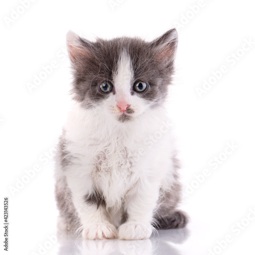 One short haired baby cat on white background.
