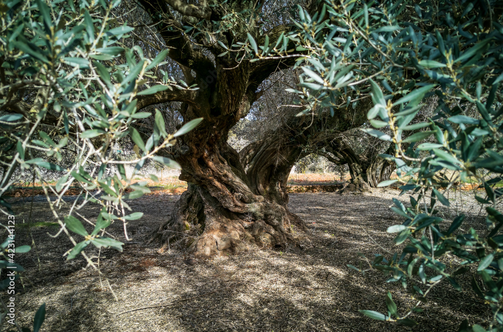 Thousand year old olive tree with twisted trunk