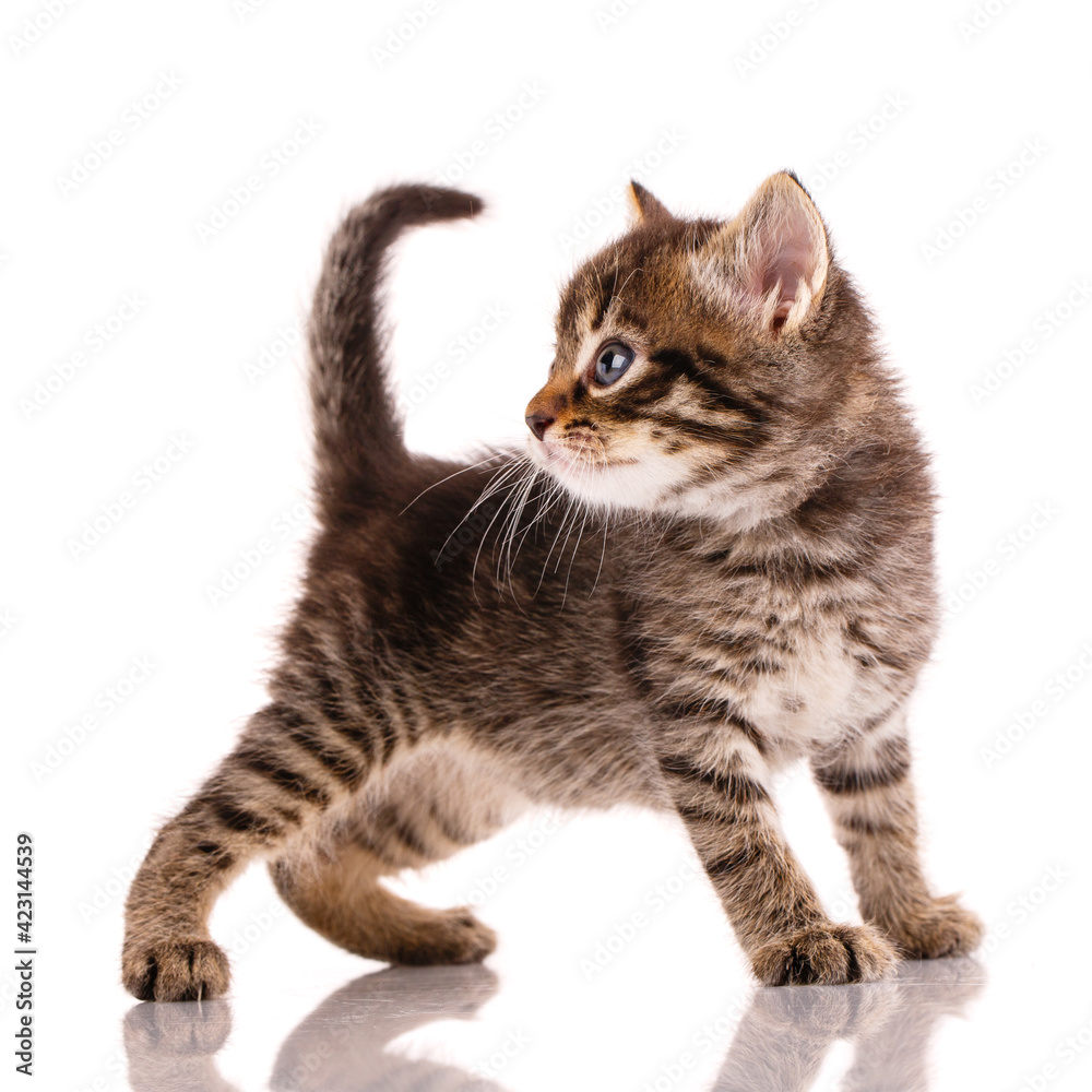 Tricolor shorthair kitten stands on a white background.