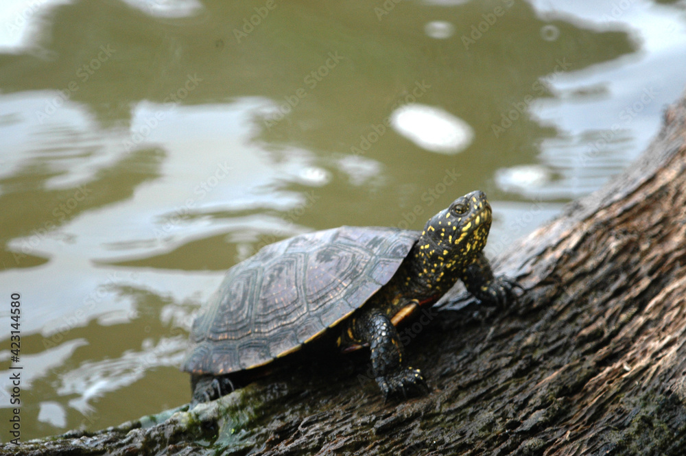 Obraz premium Cistude dans les étangs de la Brenne
