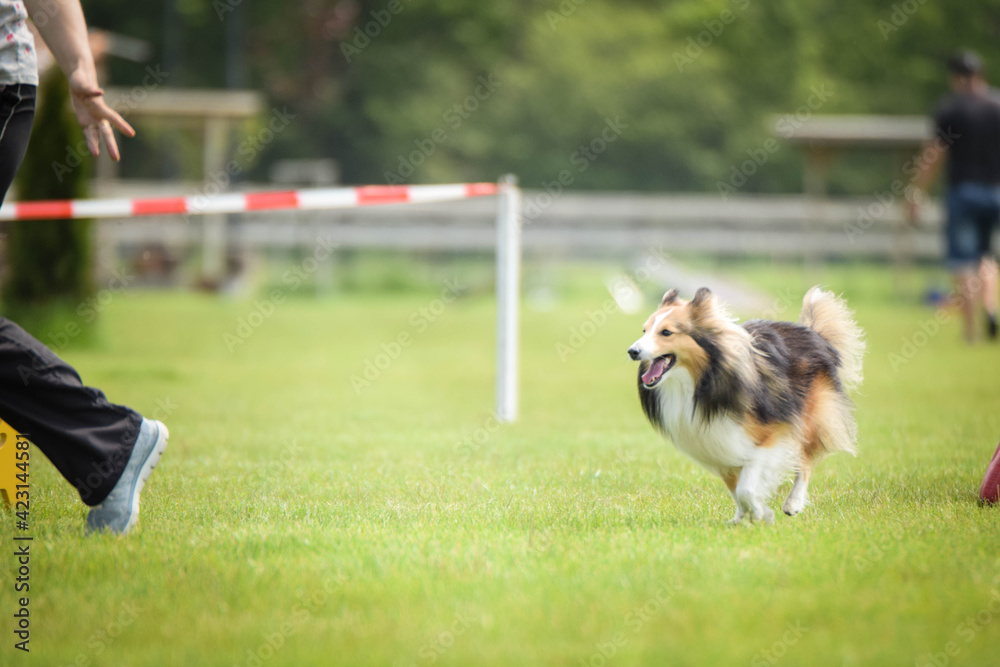 Sheltie is running in agility.  Amazing evening, Hurdle having private agility training for a sports competition