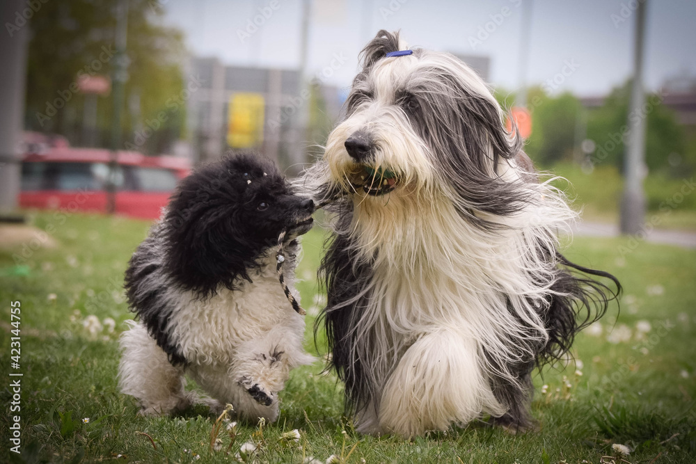 Bearded collie and poodle are running in nature. They looks so fluffy, he is so cute dog Bearded collie and poodle are running in nature. They looks so fluffy, he is so cute dog