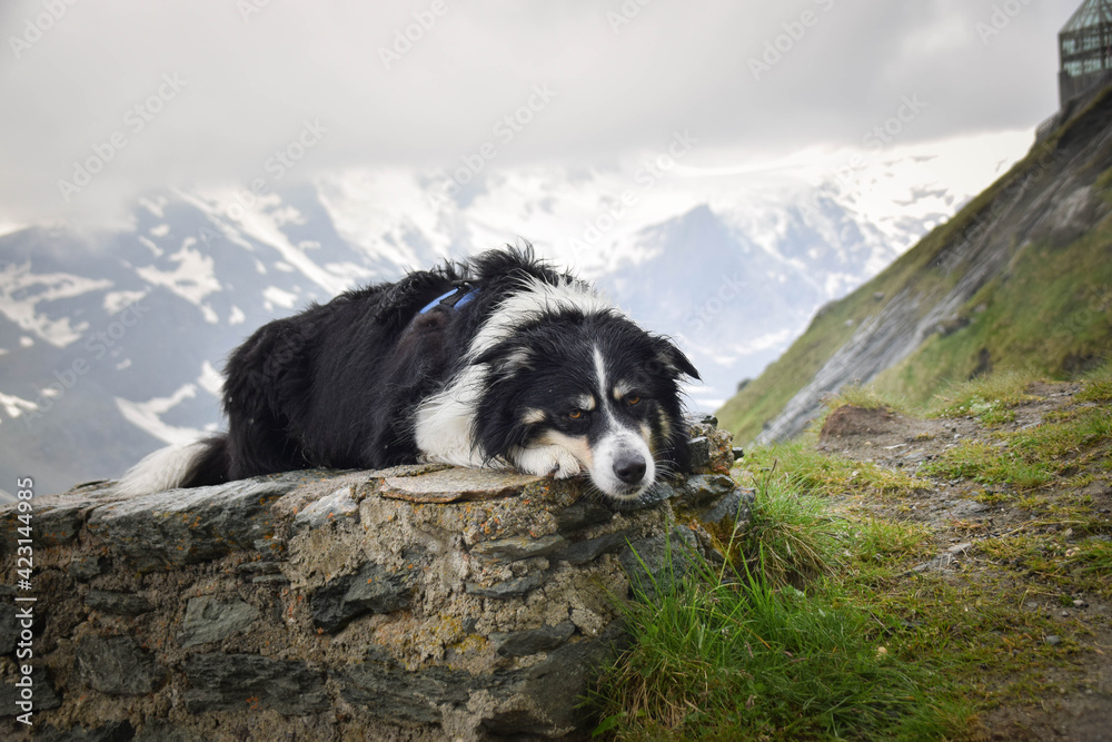 Obraz premium Portrait of border collie on stone in austria nature near to glossglockner.