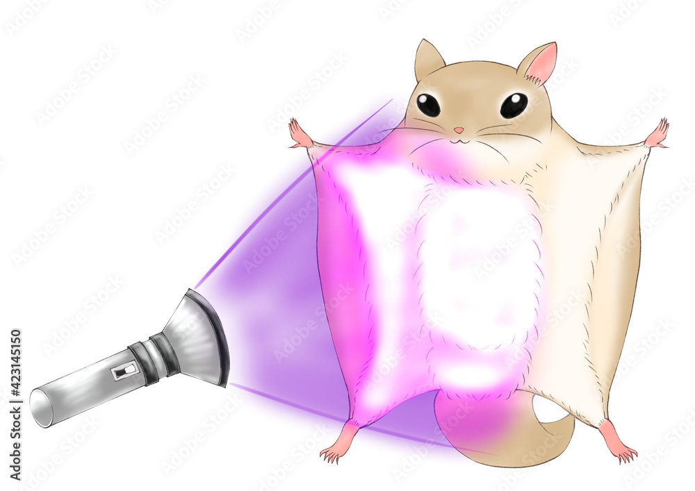 52 件の最適な 飛ぶモモンガ 画像 ストック写真 ベクター Adobe Stock