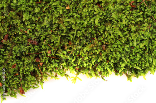 green moss texture isolated
