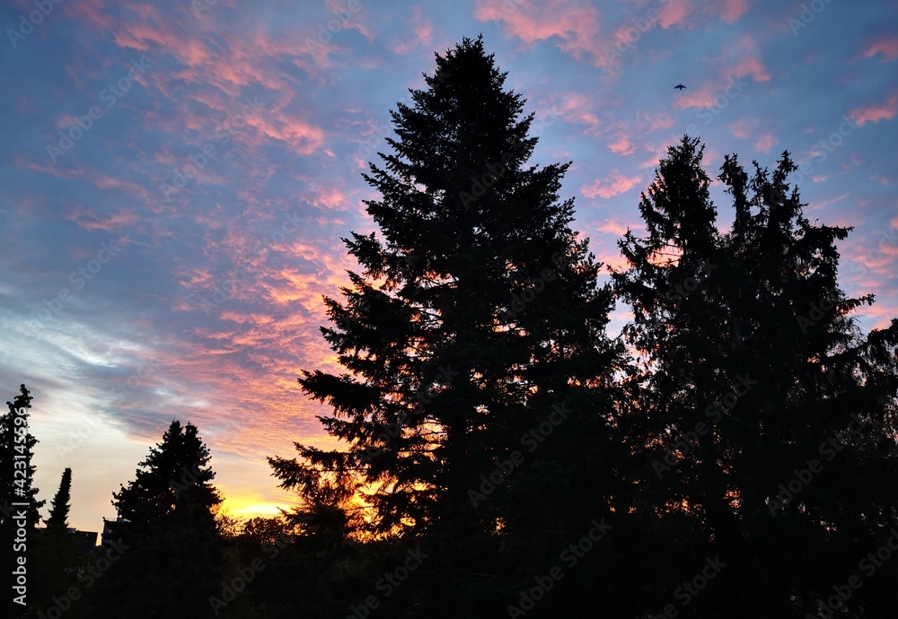 sunset in the forest sunset in the forest