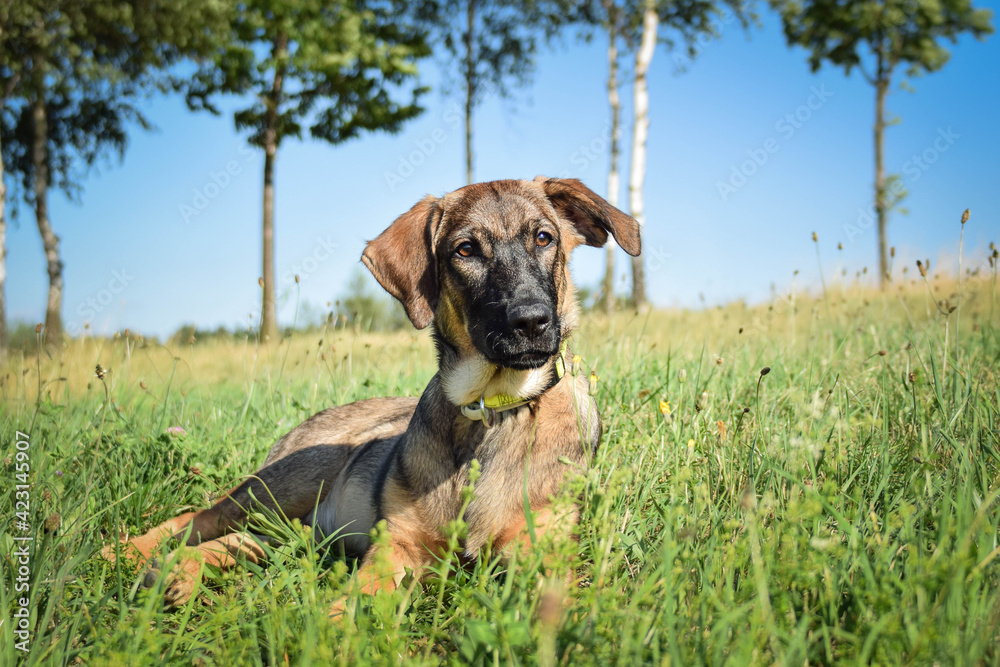 Portrait of german shepherd puppy, who is lying in meadow. He is so happy. Portrait of german shepherd puppy, who is lying in meadow. He is so happy.