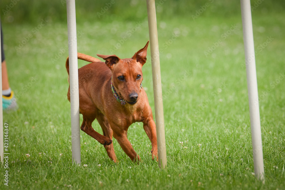 Crazy Miniature Pinscher is running on czech agility competition slalom. Prague agility competition in dog park Pesopark. Crazy Miniature Pinscher is running on czech agility competition slalom. Prague agility competition in dog park Pesopark.