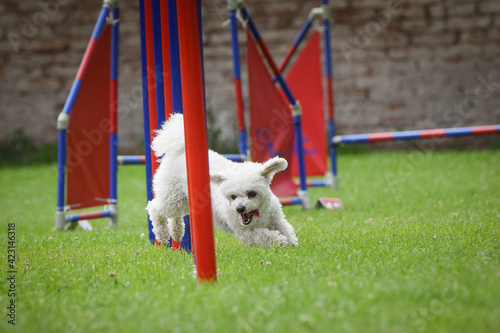 White dog is running on czech agility competition slalom. Prague agility competition in dog park Pesopark. photo