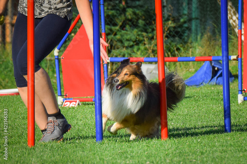 Sheltie is running on czech agility competition slalom. Prague agility competition in dog park Pesopark. photo