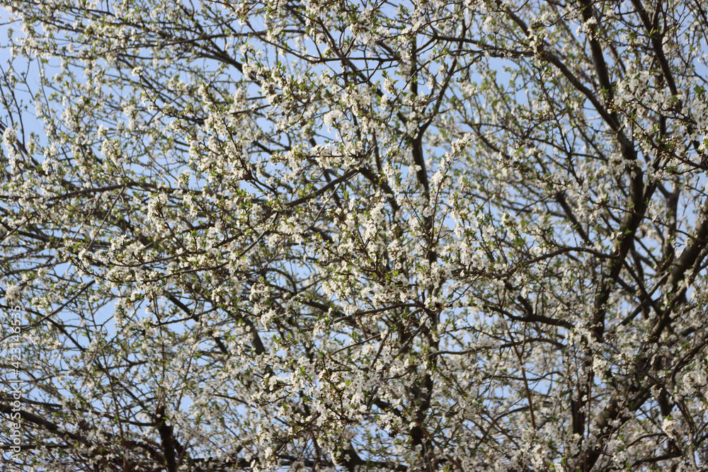 Prunus spinosa in bloom on springtime. Blackthorn tree with beautiful white flowers Prunus spinosa in bloom on springtime. Blackthorn tree with beautiful white flowers
