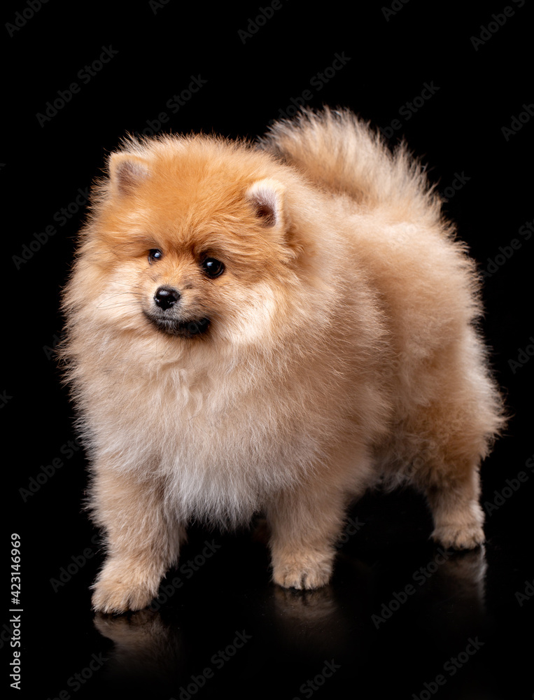 Beautiful Pomeranian Spitz stands on a black background in a photo studio.