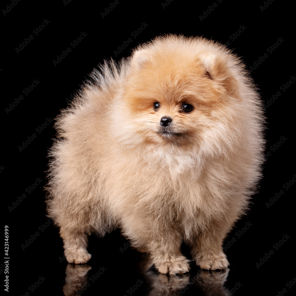 Pomeranian Spitz in studio on black background. Pomeranian Spitz in studio on black background.