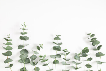 Eucalyptus branches and leaves on white background. Minimal composition of eucalyptus. Flat lay, top view, copy space