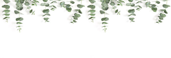 Eucalyptus branches and leaves on white background. Minimal composition of eucalyptus, banner. Flat lay, top view, copy space. 
