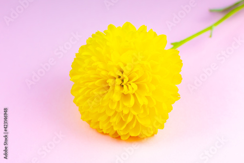 Yellow hrizantema flower on pink background. Natural eco product, nature concept. Flowers present. Valentines day. photo