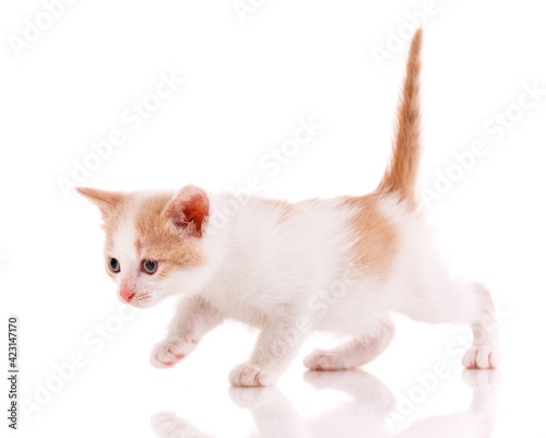 Bright kitten with a raised red tail on a white background.