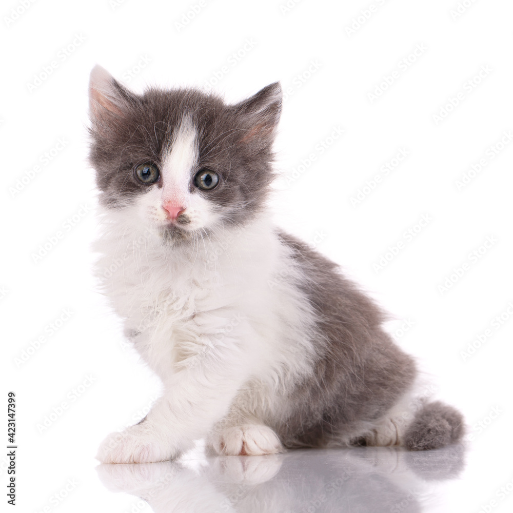 White and gray kitten funny sitting on a white background.