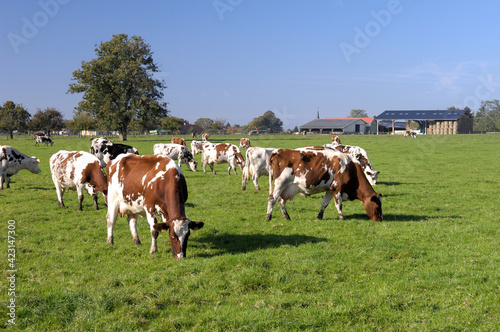 Troupeau de vaches au pré de races diverses. Bâtiment agricole en arrière plan