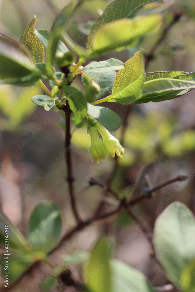 Lonicera Caerulea Kamtschatica branch with pale yellow flowers. Blueberry bush in springtime on a sunny day