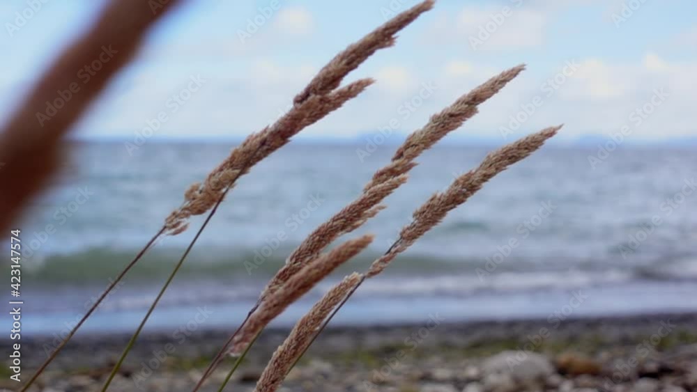Dry reed flowers swaying in wind with Lake Taupo in background, slow motion Dry reed flowers swaying in wind with Lake Taupo in background, slow motion