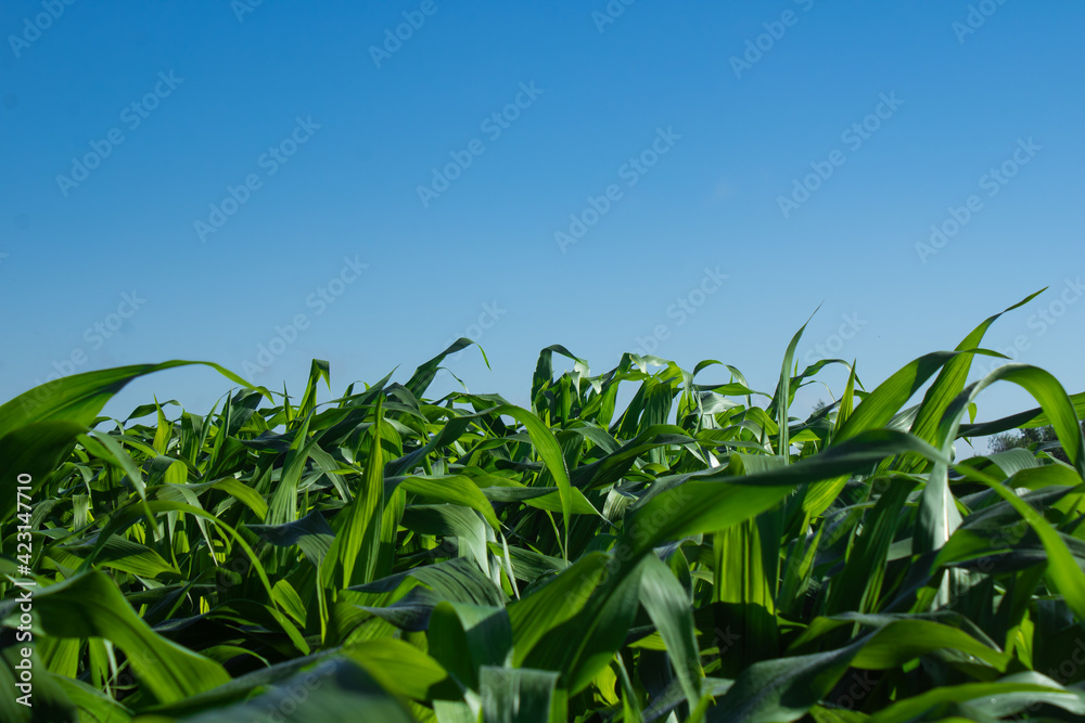corn field corn field