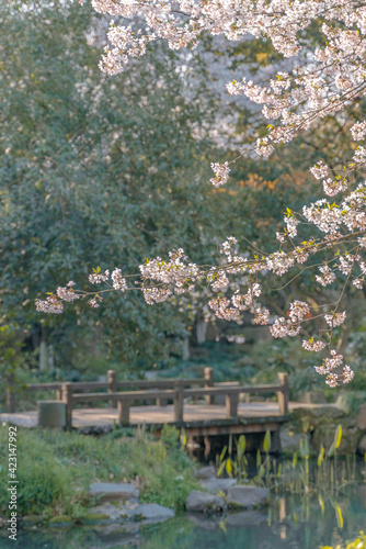 The blooming cherry blossoms at the West Lake in Hangzhou  China  spring time.