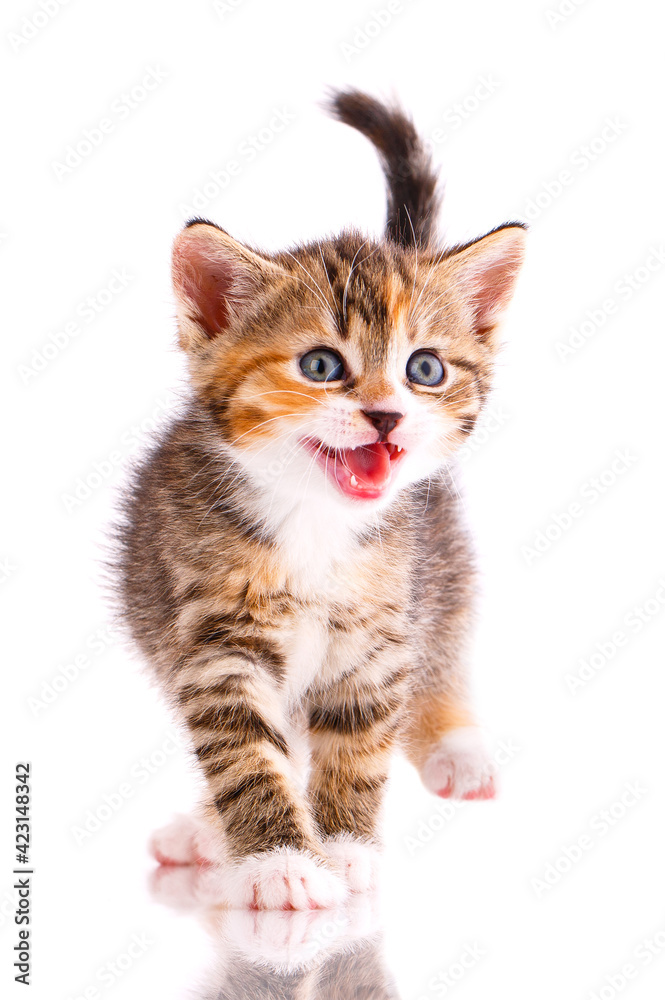 Tricolor kitten meows on a white background.