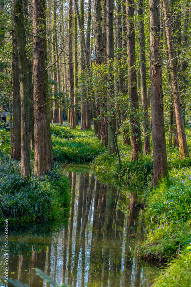 Inside view of a forest in spring time. Inside view of a forest in spring time.