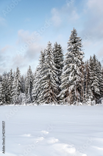 Calm winter landscape, fir forest after snowfall, beautiful nature
