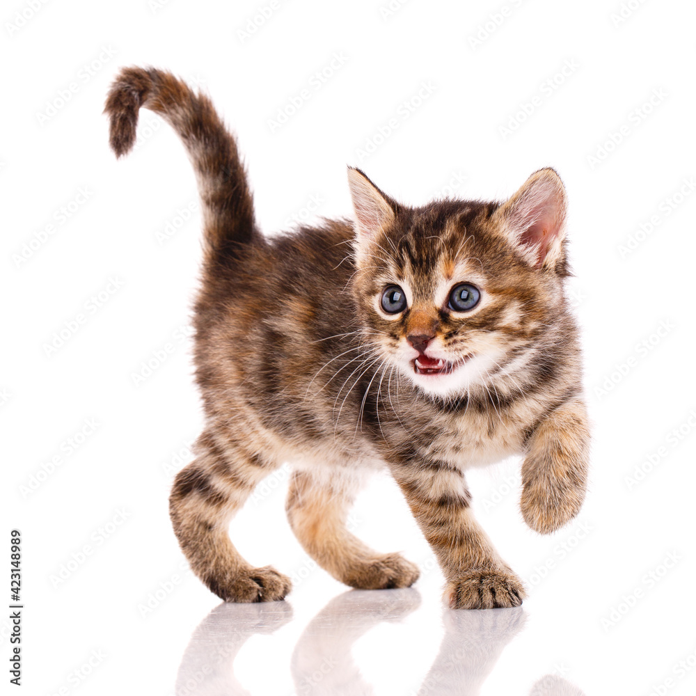 Playful tricolor kitten on a white background.