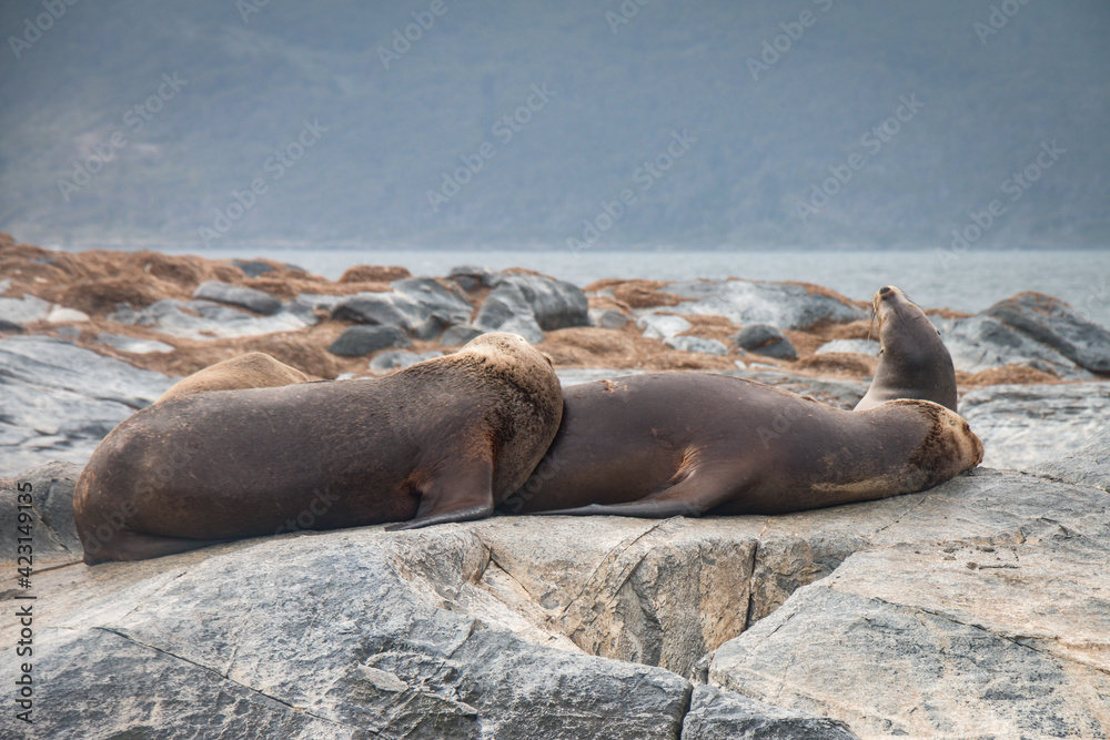 Fototapeta premium sea lions, beagle channel, patagonia, argentina, south america, fin del mundo