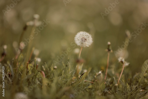 white dandelion in the summer field
