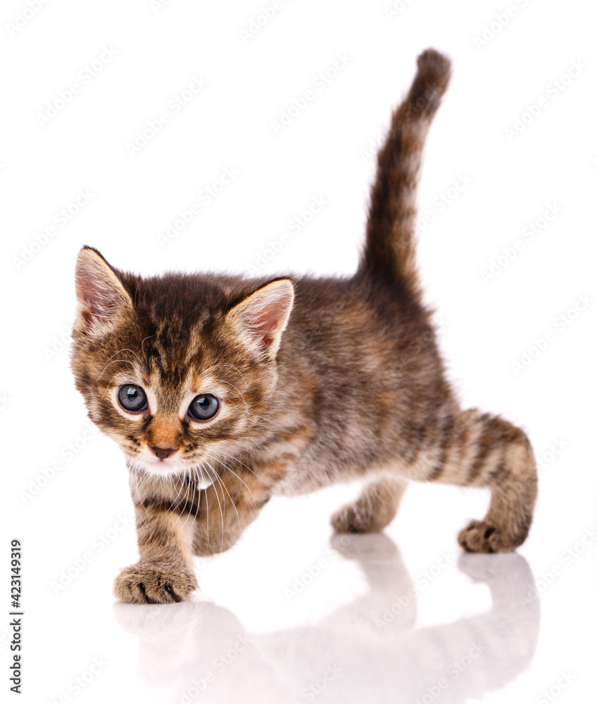 One short haired baby cat on white background.
