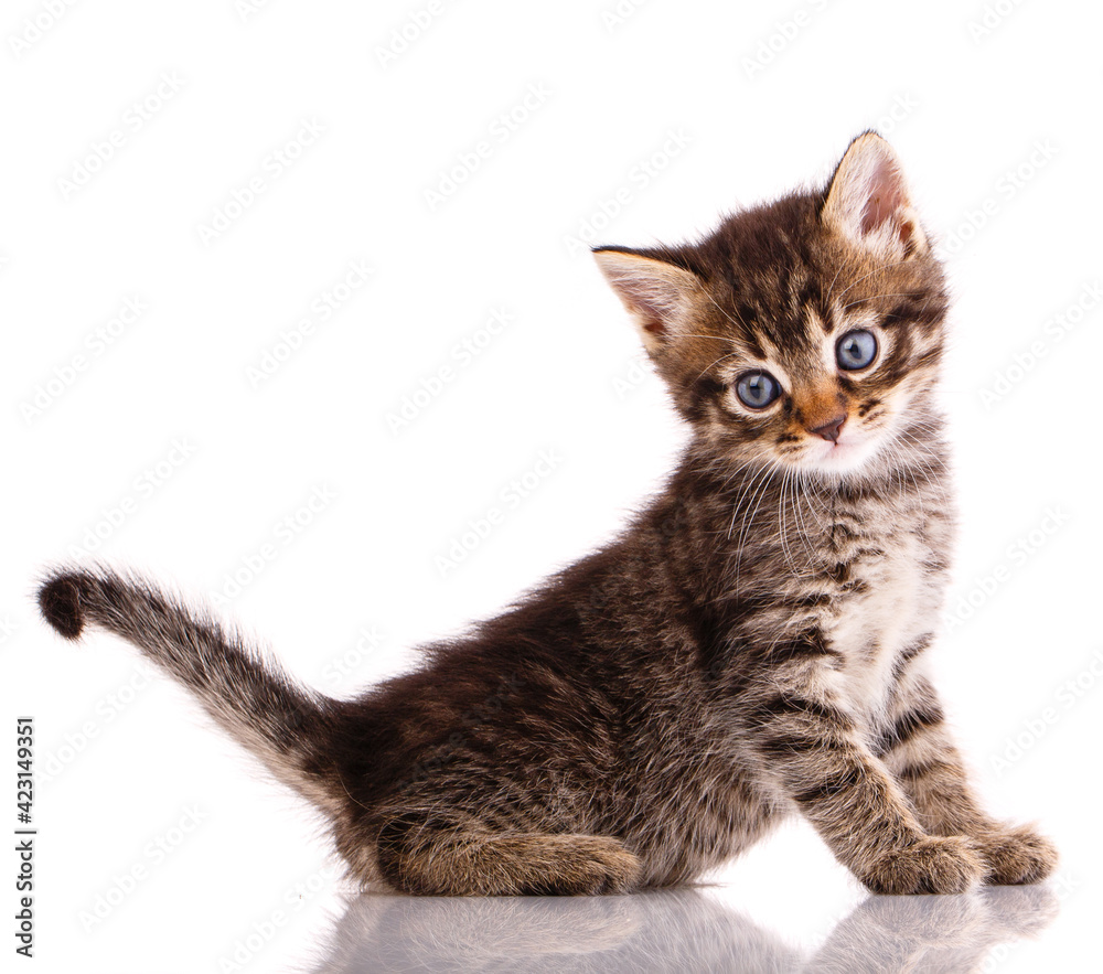 Kitten posing in front of the camera in the studio.