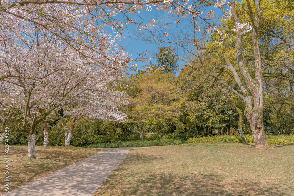 The blooming cherry blossoms at the West Lake in Hangzhou, China, spring time. The blooming cherry blossoms at the West Lake in Hangzhou, China, spring time.