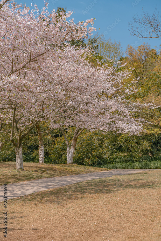 The blooming cherry blossoms at the West Lake in Hangzhou, China, spring time. The blooming cherry blossoms at the West Lake in Hangzhou, China, spring time.